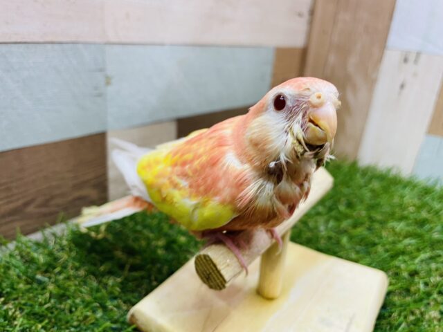 アキクサインコ（秋草インコ）