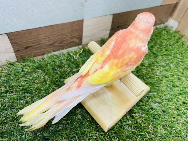 アキクサインコ（秋草インコ）