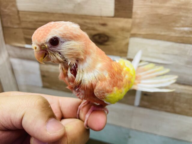 アキクサインコ（秋草インコ）