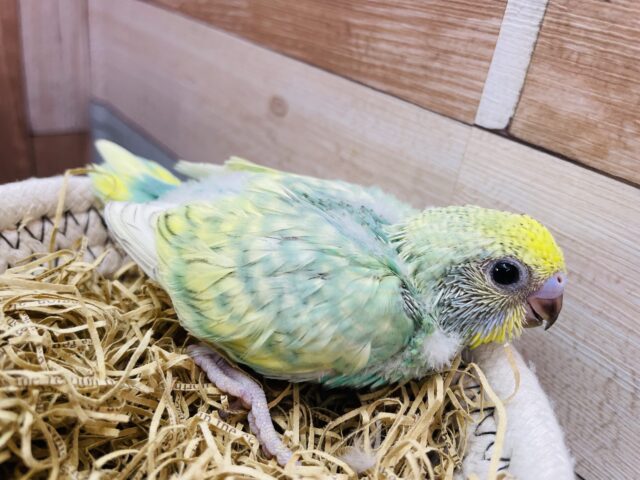 セキセイインコ