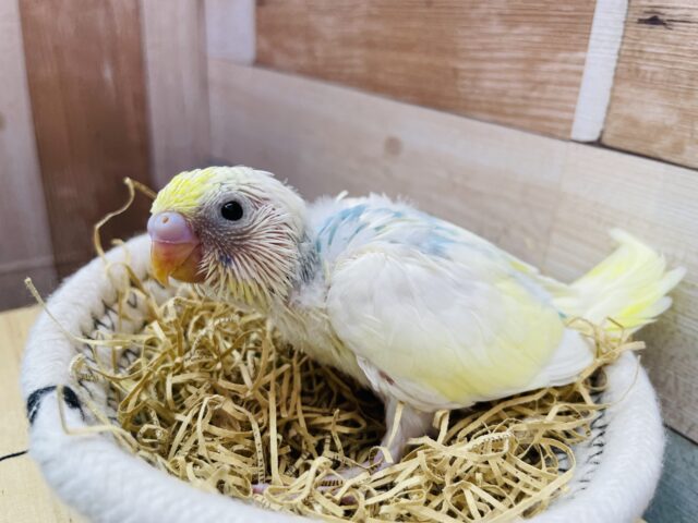 セキセイインコ