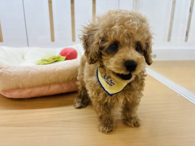 トイプードル