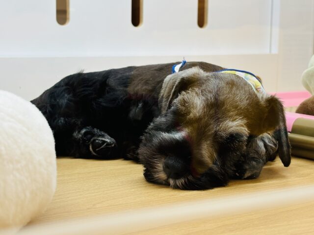 ミニチュアシュナウザー