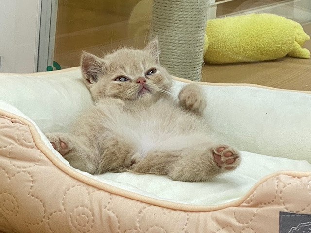 スコティッシュフォールド