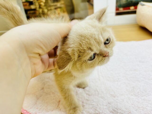 スコティッシュフォールド