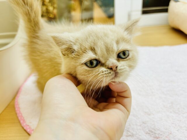 スコティッシュフォールド