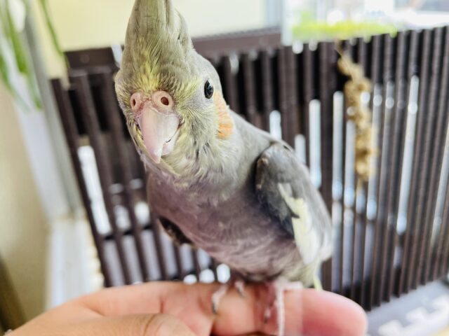 オカメインコ