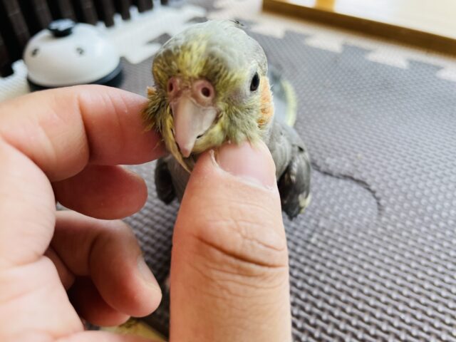 オカメインコ