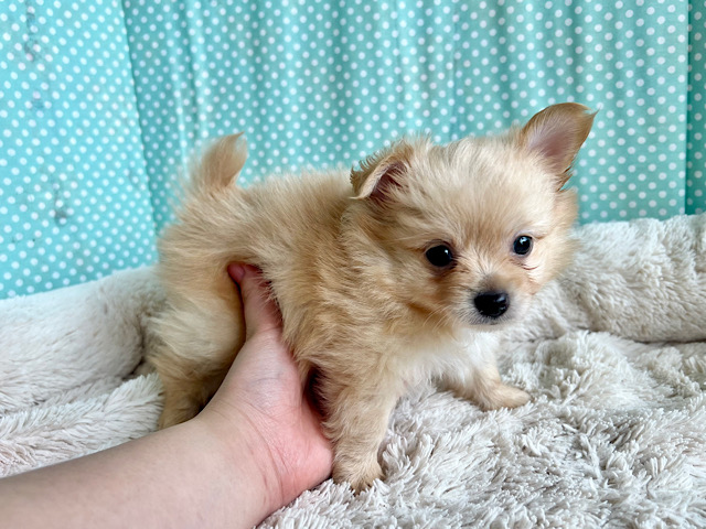 ポメチー（ポメチワ）