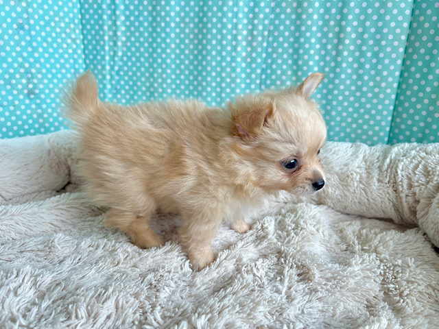 ポメチー（ポメチワ）