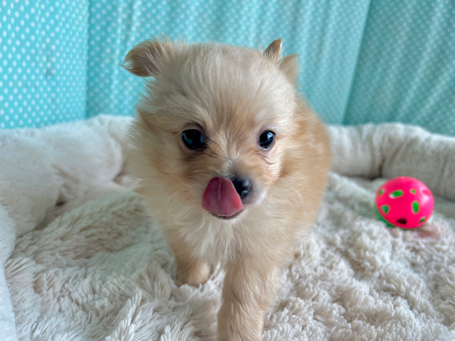 ポメチー（ポメチワ）