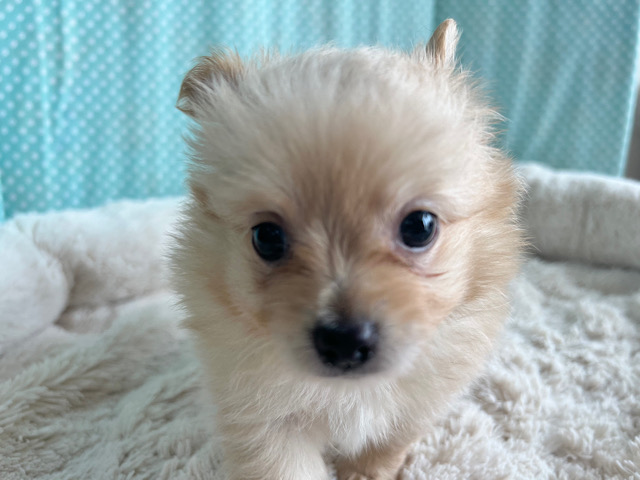 ポメチー（ポメチワ）