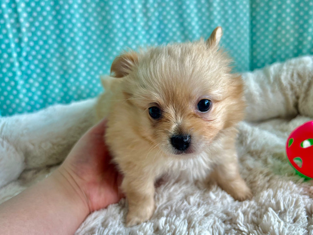 ポメチー（ポメチワ）