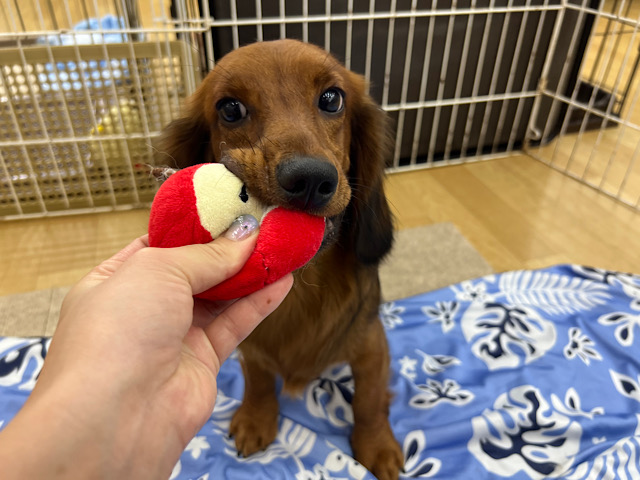 スタンダードダックス