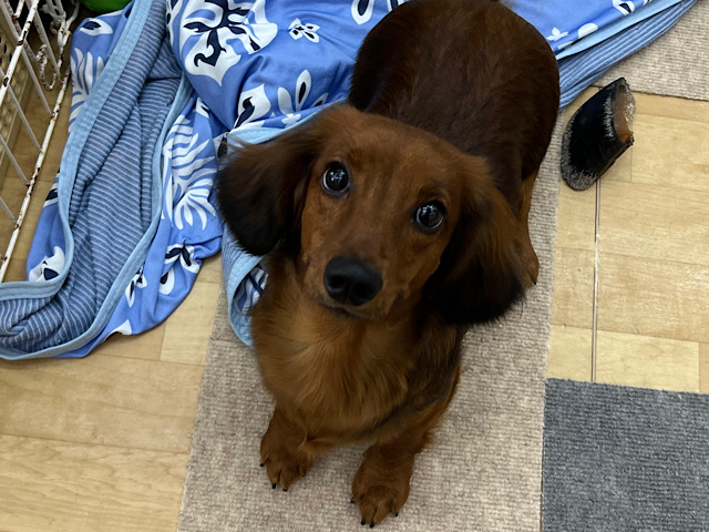 スタンダードダックス