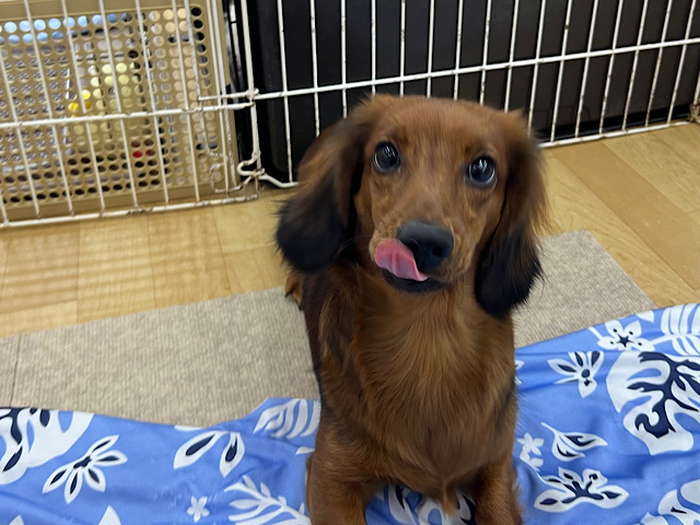 スタンダードダックス