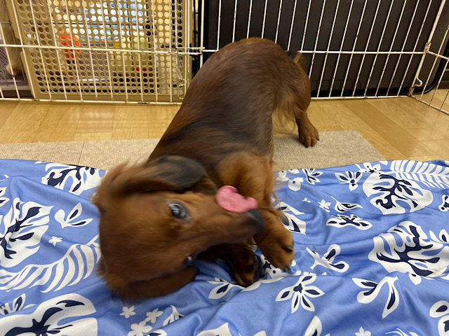 スタンダードダックス