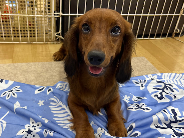 スタンダードダックス