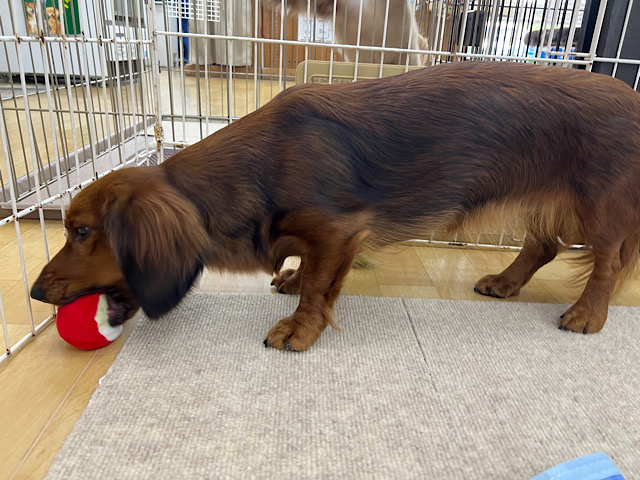 スタンダードダックス