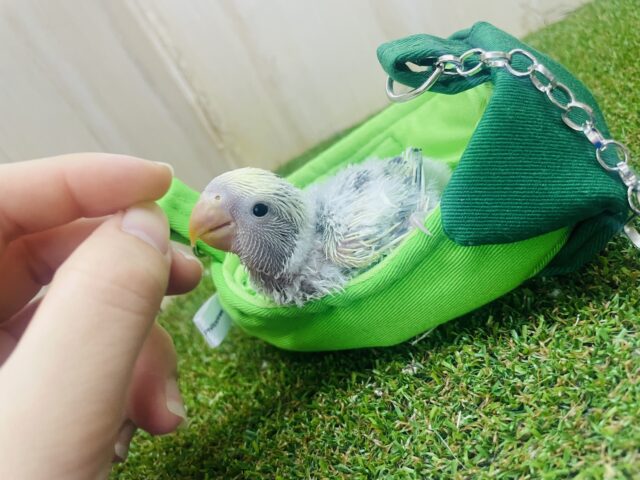 コザクラインコ（小桜インコ）