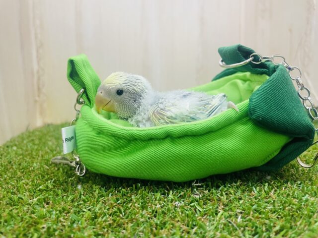 コザクラインコ（小桜インコ）