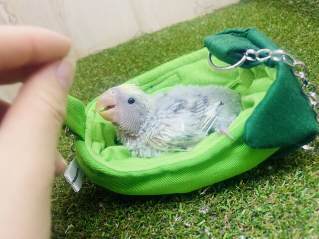 コザクラインコ（小桜インコ）