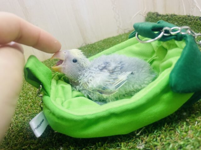 コザクラインコ（小桜インコ）