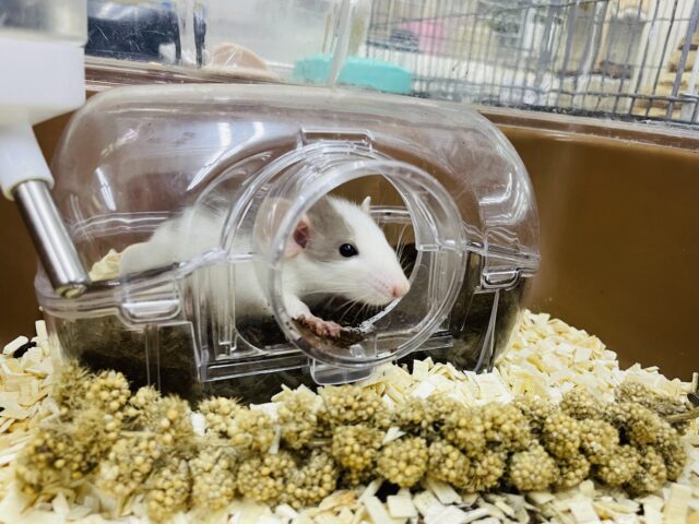 ファンシーラット