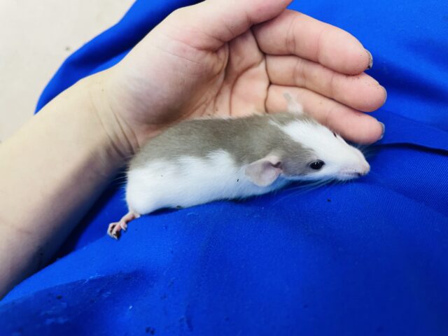 ファンシーラット