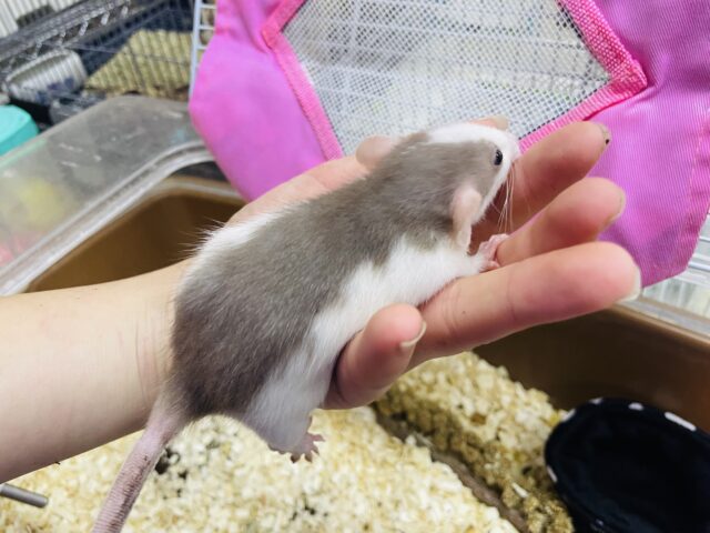 ファンシーラット