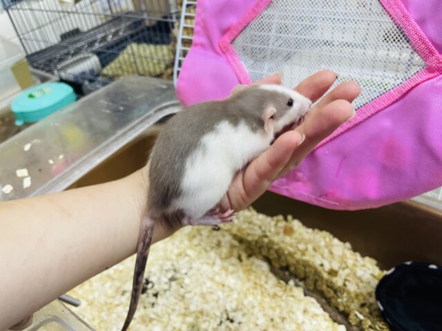 ファンシーラット