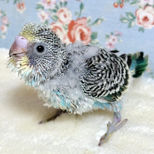 セキセイインコ