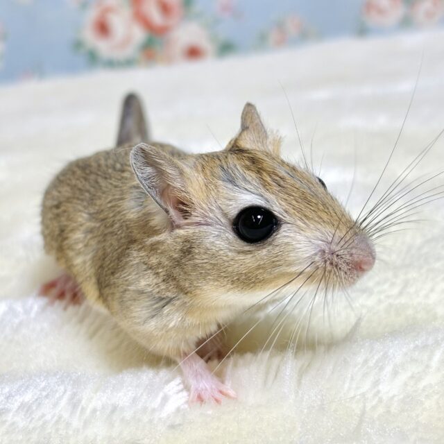 ジャイアントジャービル（オオスナネズミ）