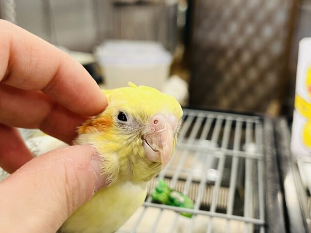 オカメインコ