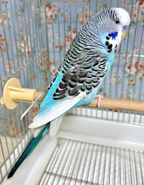 ジャンボセキセイインコ