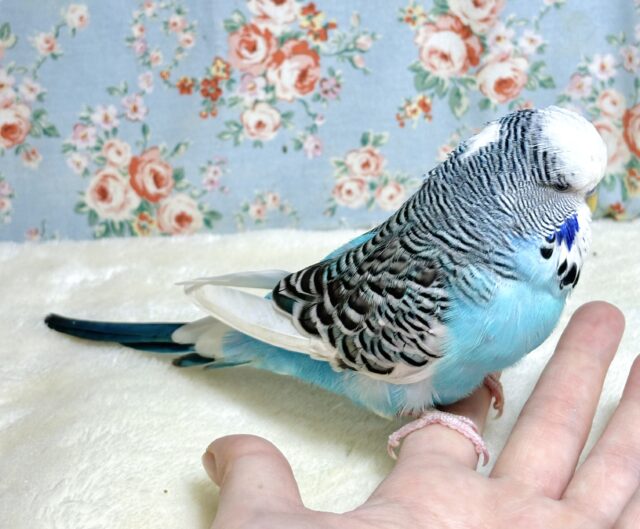 ジャンボセキセイインコ