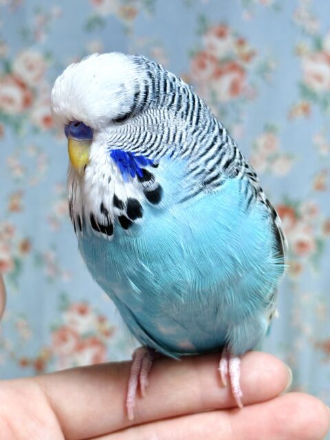 ジャンボセキセイインコ