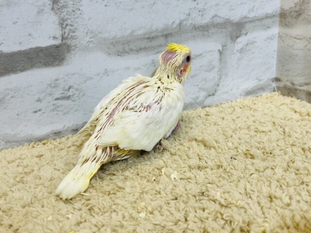オカメインコ