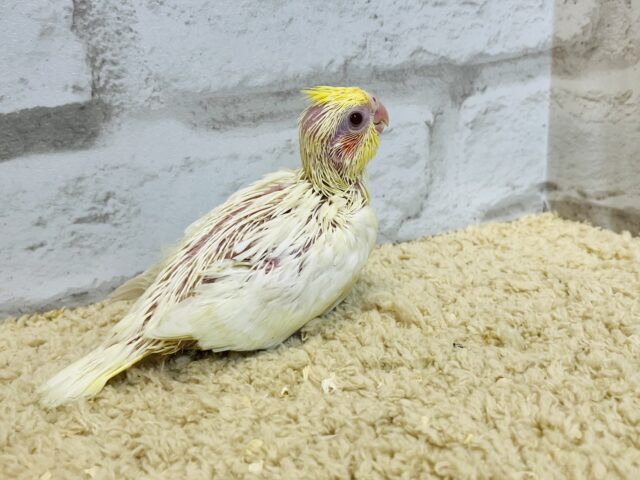 オカメインコ