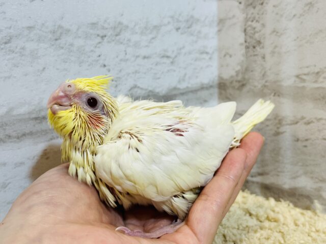 オカメインコ
