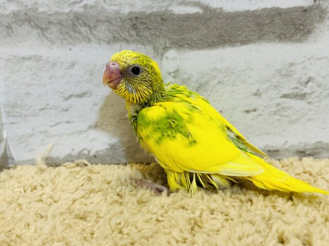 セキセイインコ