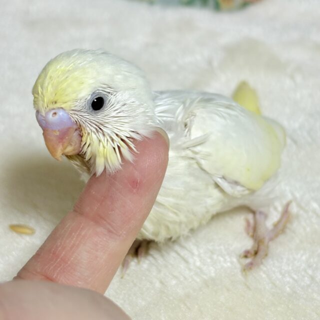 セキセイインコ クリーム 🍨🍋🤍 セキセイインコ