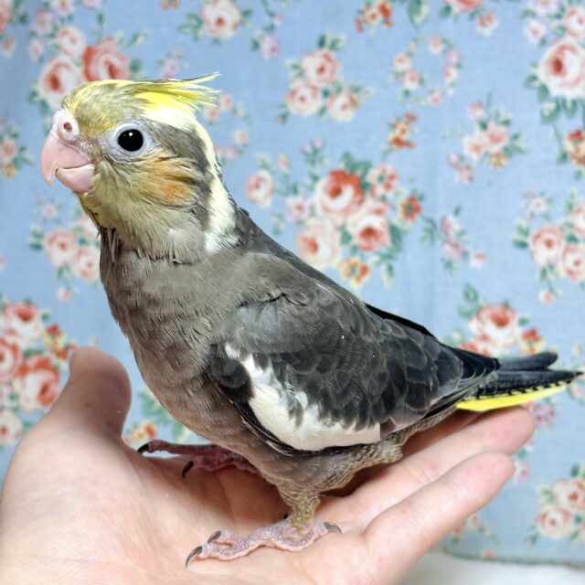 オカメインコ ノーマル 🩶(*´θ`*)ノ オカメインコ