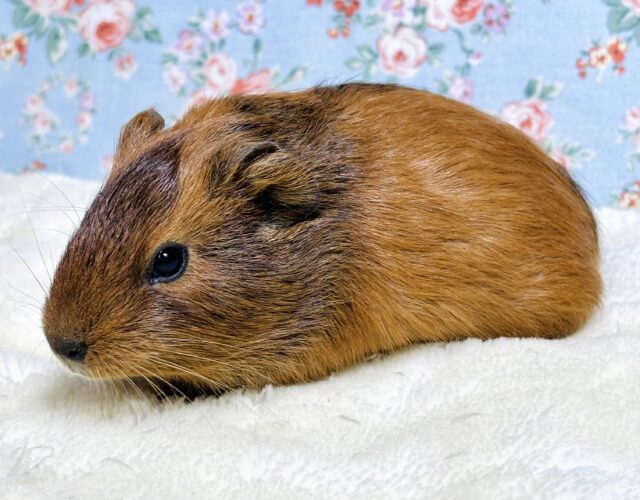 イングリッシュモルモット