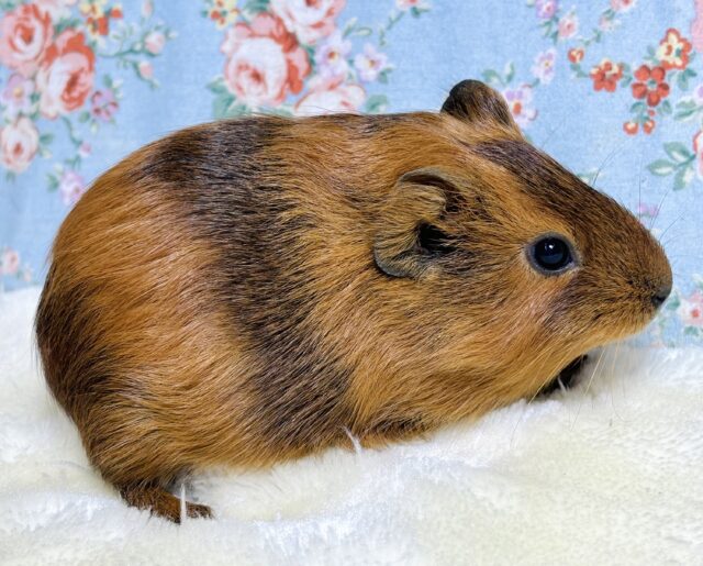 イングリッシュモルモット