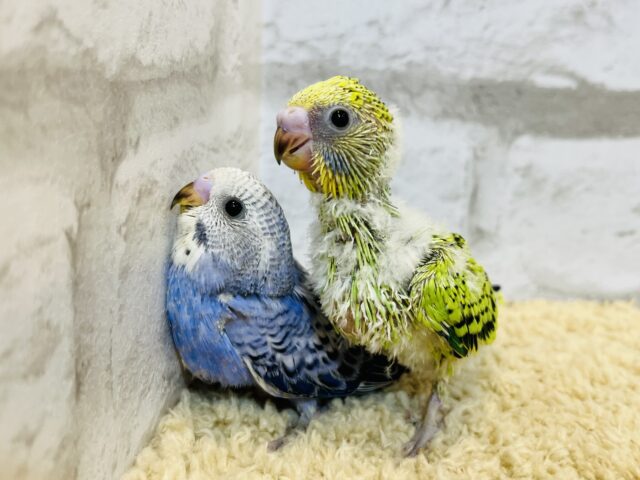 セキセイインコ