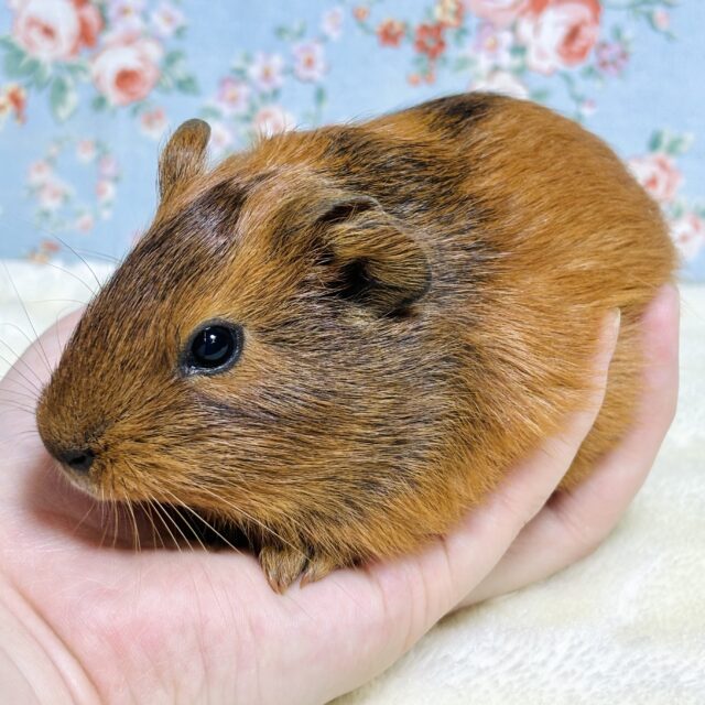 イングリッシュモルモット