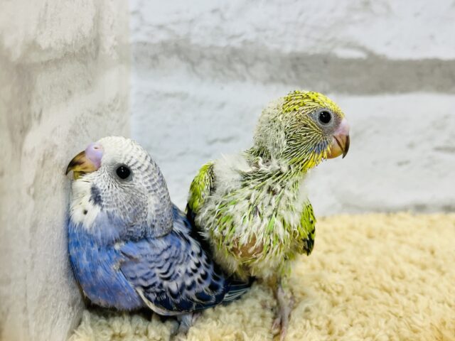 セキセイインコ