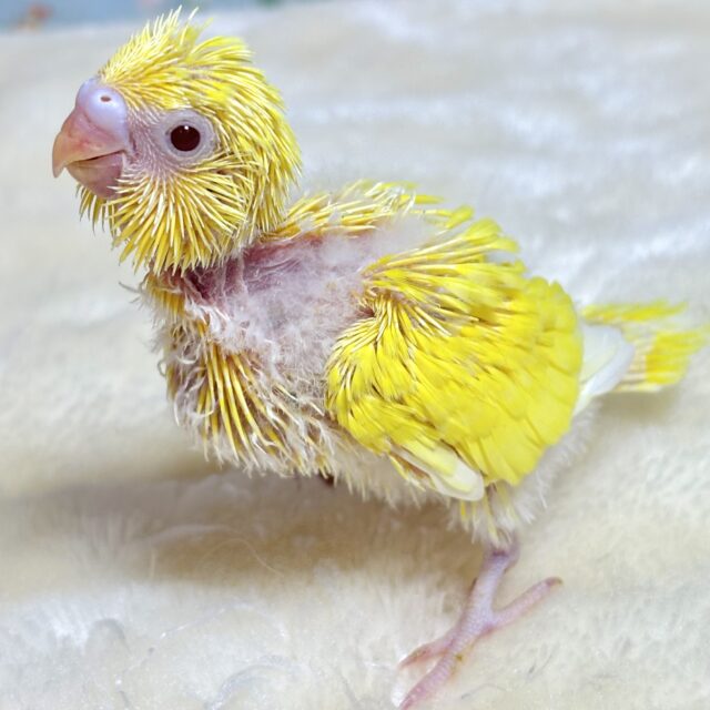 セキセイインコ