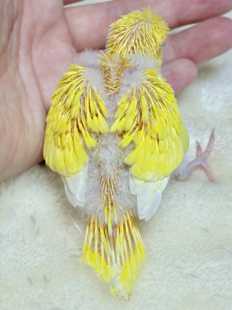 セキセイインコ